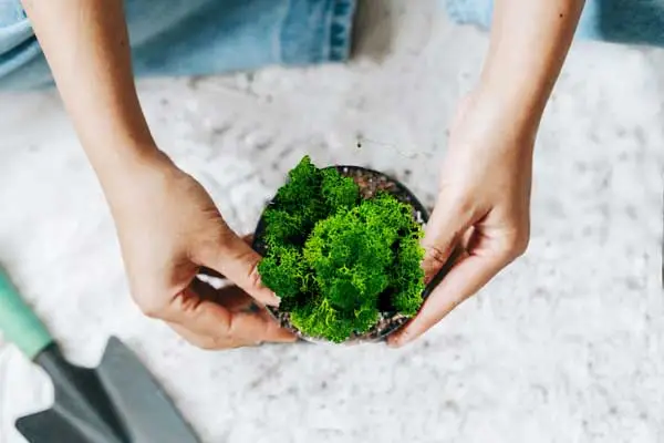 La mousse est un matériau naturel facile à entretenir qui décore et assure un bon climat intérieur.